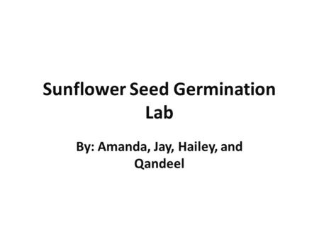 Sunflower Seed Germination Lab By: Amanda, Jay, Hailey, and Qandeel.