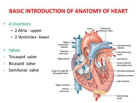 BASIC INTRODUCTION OF ANATOMY OF HEART