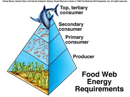 Food chain- simple model that shows how matter and energy move through an ecosystem