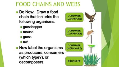 FOOD CHAINS AND WEBS Do Now: Draw a food chain that includes the following organisms: Do Now: Draw a food chain that includes the following organisms: