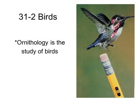 31-2 Birds *Ornithology is the study of birds. Characteristics 1. Forelimbs modified into wings 2. Feathers 3. Hollow, lightweight bones 4. Endothermic.