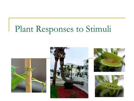 Plant Responses to Stimuli