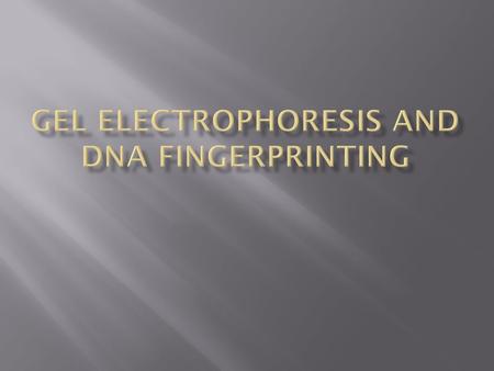  Humans contain of 3,000,000,000 base pairs.  99% of the DNA between individuals is identical.  The other 1% is different making everyone’s DNA fingerprint.