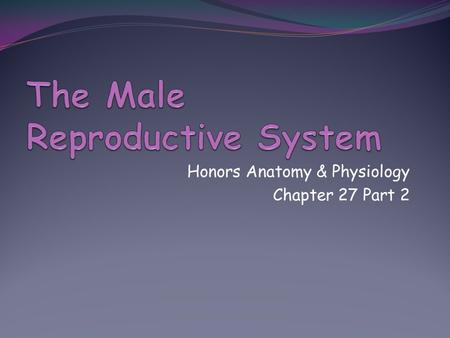 Honors Anatomy & Physiology Chapter 27 Part 2. © 2013 Pearson Education, Inc. Spermatogenesis Sperm (spermatozoa) production in seminiferous tubules most.