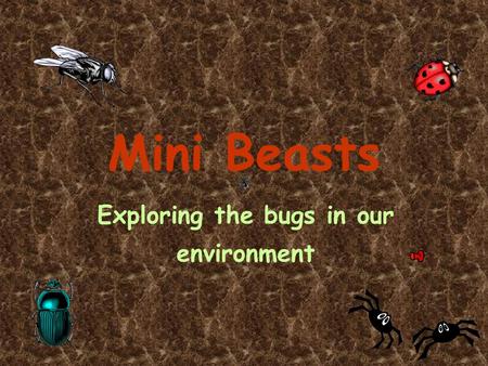 Mini Beasts Exploring the bugs in our environment.