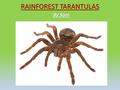 RAINFOREST TARANTULAS By Sam. All about Tarantulas Tarantulas are part of the family of spiders called Mygalomorphs. Scientists believe they have been.