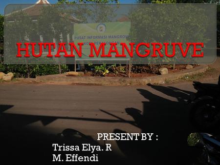 PRESENT BY : Trissa Elya. R M. Effendi.  Hutan bakau atau disebut juga hutan mangrove adalah hutan yang tumbuh di atas rawa-rawa berair payau yang terletak.