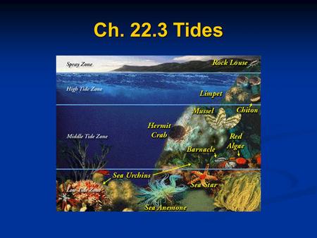 Ch. 22.3 Tides. Why tides occur Refers to cyclic rise and fall of sea water. Refers to cyclic rise and fall of sea water. Variations in gravitational.