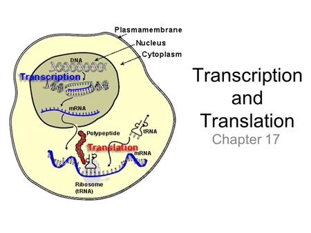 Transcription and Translation