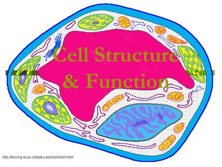 Cell Structure & Function