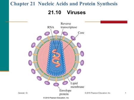 General, Organic, and Biological Chemistry Copyright © 2010 Pearson Education, Inc.1 21.10 Viruses Chapter 21 Nucleic Acids and Protein Synthesis.