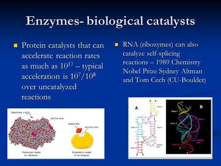 Enzymes- biological catalysts Protein catalysts that can accelerate reaction rates as much as 10 17 – typical acceleration is 10 7 /10 8 over uncatalyzed.