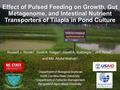 Effect of Pulsed Feeding on Growth, Gut Metagenome, and Intestinal Nutrient Transporters of Tilapia in Pond Culture Russell J. Borski 1, Scott A. Salger.