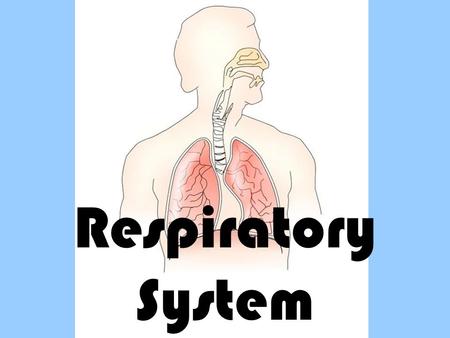 Respiratory System. Respiratory System – gas exchange Path of the Respiratory System: Air enters the mouth or nose Air continues down the pharynx past.