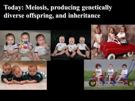 Today: Meiosis, producing genetically diverse offspring, and inheritance.