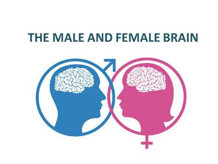 THE MALE AND FEMALE BRAIN. . . Vocabulary distinct (adj) obvious, noticeable, separate She has a distinct English accent. There's a distinct difference.