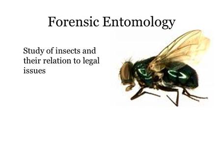 Forensic Entomology Study of insects and their relation to legal issues.