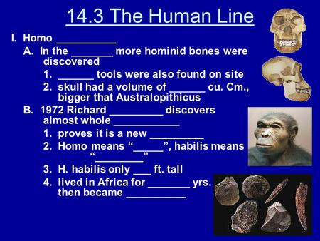 1 14.3 The Human Line I. Homo __________ A. In the _______ more hominid bones were discovered 1. ______ tools were also found on site 2. skull had a volume.