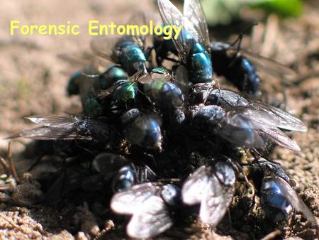 Forensic Entomology. What is Forensic Entomology? Application of insects to legal issues. Insects associated with crimes Usually violent crimes such as.