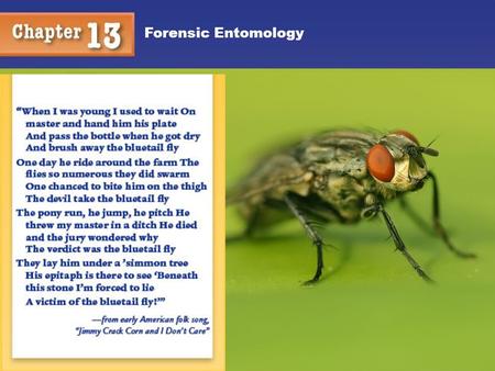 Forensic Entomology.