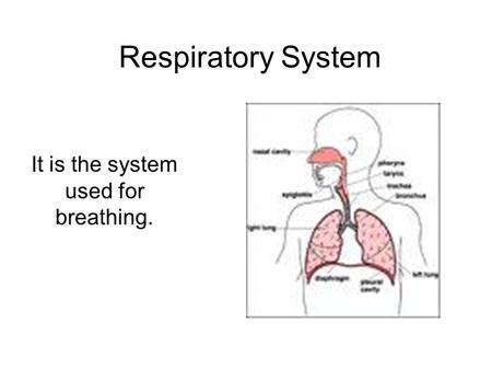 Respiratory System It is the system used for breathing.