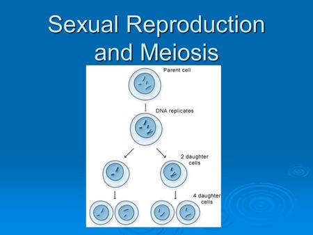 Sexual Reproduction and Meiosis.  Meiosis ≠ sexual reproduction! Meiosis makes the cells that are responsible for sexual reproduction Meiosis makes the.