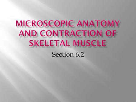 Section 6.2. 1. Sarcolemma- plasma membrane of a muscle fiber 2. Sarcoplasm- cytoplasm 3. Sarcoplasmic reticulum- smooth ER that stores Ca 2+ 4. Myofibrils-