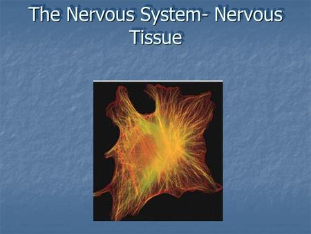 The Nervous System- Nervous Tissue. The Nervous system has three major functions :  Sensory – monitors internal & external environment through presence.