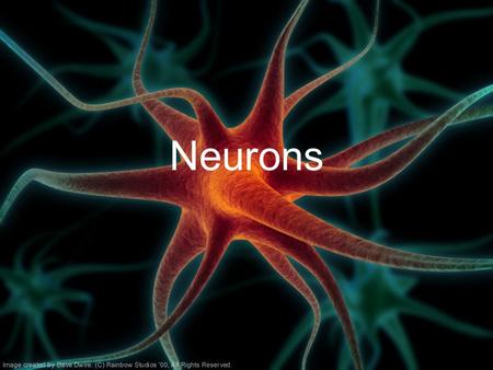 Neurons. Nervous System –Central nervous system (CNS): Brain Spinal cord –Peripheral nervous system (PNS): Sensory neurons Motor neurons (somatic and.