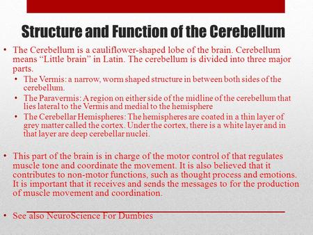 Structure and Function of the Cerebellum The Cerebellum is a cauliflower-shaped lobe of the brain. Cerebellum means “Little brain” in Latin. The cerebellum.