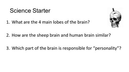 Science Starter 1.What are the 4 main lobes of the brain? 2.How are the sheep brain and human brain similar? 3.Which part of the brain is responsible for.