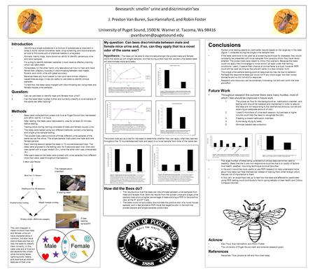 Beesearch: smellin’ urine and discriminatin’sex J. Preston Van Buren, Sue Hannaford, and Robin Foster University of Puget Sound, 1500 N. Warner st. Tacoma,