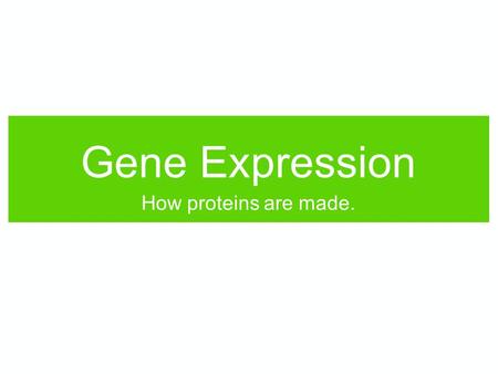 Gene Expression How proteins are made.. what monomers make up proteins? what monomers make up nucleic acids (DNA and RNA)? WORKTOGETHERWORKTOGETHER.