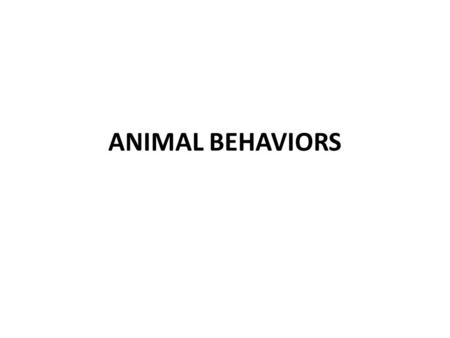 ANIMAL BEHAVIORS. I. ANIMAL BEHAVIORS Ethology: the study of animal behavior Behavior (response to a stimulus)is influenced by: – Hormones – Nervous system.