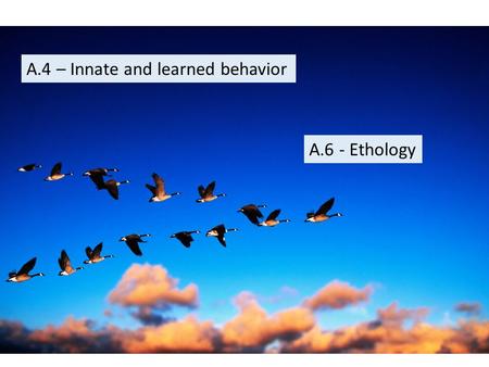 A.4 – Innate and learned behavior A.6 - Ethology.