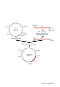 Teo et al. Figure S1a lox66 cre SacI-cre-F PCR, SacI/EcoRI cleavage and ligation to SpeI-lox66-SacI adapter T4 DNA ligase-mediated ligation cre EcoRI-cre-R.