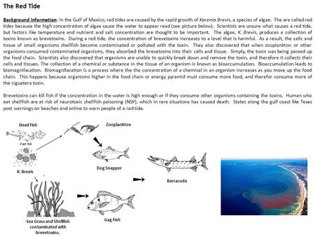 The Red Tide Background Information: In the Gulf of Mexico, red tides are caused by the rapid growth of Karenia Brevis, a species of algae. The are called.