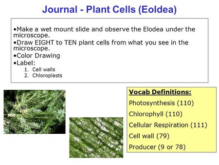 Journal - Plant Cells (Eoldea)