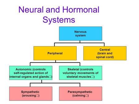 Neural and Hormonal Systems Central (brain and spinal cord) Nervous system Autonomic (controls self-regulated action of internal organs and glands) Skeletal.