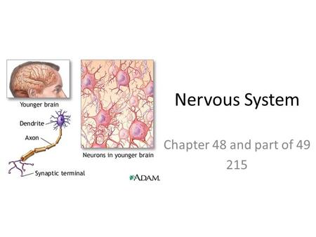 Nervous System Chapter 48 and part of 49 215. Nervous System Functions – Electrochemical communication – Regulation and coordination of body – Homeostasis.