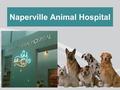 Naperville Animal Hospital. Boarding Your Pet – Finding Safe and Reliable Pet Care Pet proprietors are every now and again confronted with the subject.