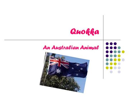 Quokka An Australian Animal. How Do Quokkas Breed? Quokka’s mate from January to March each year. The Quokka is pregnant for four weeks. The quokka then.