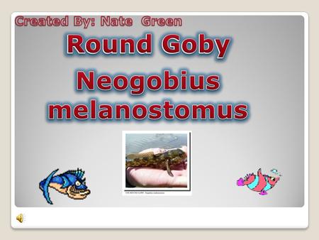 Name of species: Neogobius malanostomus Common name: Round Goby Kingdom: Animalia Phylum: Chordata Class: Actinopterygii (ray-finned fish)Actinopterygii.