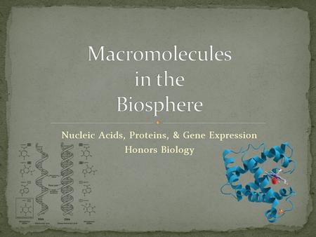 Nucleic Acids, Proteins, & Gene Expression Honors Biology.