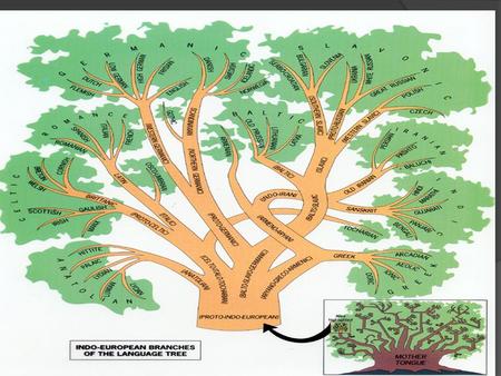 Background: The languages thus brought into relationship by descent or progressive differentiation from a parent speech are conveniently called a family.