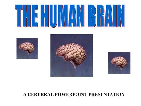 A CEREBRAL POWERPOINT PRESENTATION In your life time, you will learn to do countless tasks, from crawling, walking, to possibly playing a piano concerto.