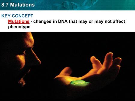 8.7 Mutations KEY CONCEPT Mutations - changes in DNA that may or may not affect phenotype.