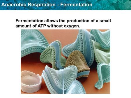 Anaerobic Respiration - Fermentation Fermentation allows the production of a small amount of ATP without oxygen.