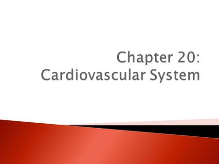  Pulmonary circulation – the right side of the heart receives blood from the body and pumps it to the lungs for oxygenation  Systemic circulation –