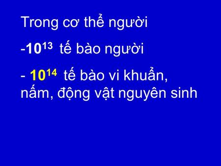 Trong cơ thể người -10 13 tế bào người - 10 14 tế bào vi khuẩn, nấm, động vật nguyên sinh.